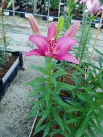 [1641 Pirandello No02.JPG]